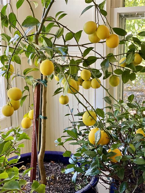 watering meyer lemon tree indoors